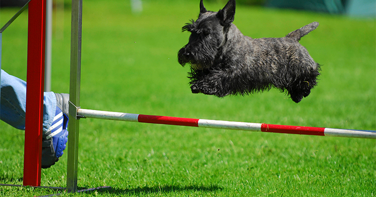 Köpeklerde Spor ve Rekreasyon: Frizbi, Agility ve Flyball