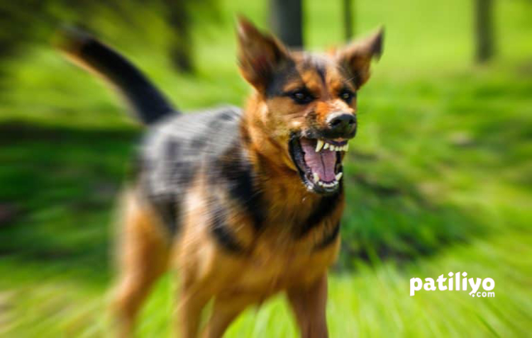 Köpeklerde Agresif Davranışlar: Nedenleri ve Çözüm  Stratejileri 
