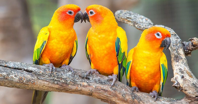 Kukubağlama Kuşları: Renkli Kişilikleri ve Bakım İpuçları
