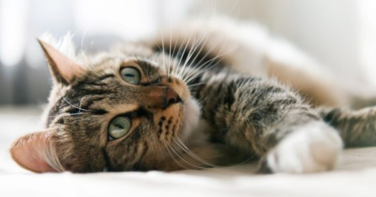 Kedilerde Kaza Sonrası Korku ve Travma İyileştirme