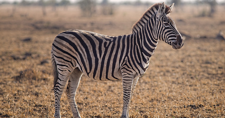 Zebra: Afrika savanlarının renkli figürlerinden biri olan zebra