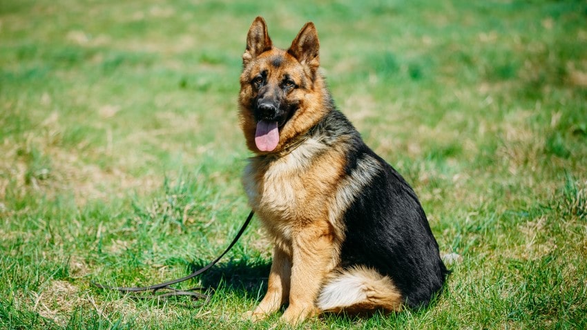 German Shepherd: Zeki ve Koruyucu Çalışma Köpeği
