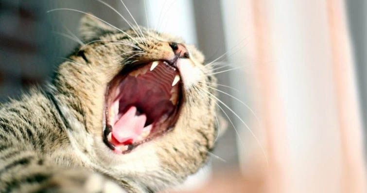 Kedilerde Kötü Ağız Kokusuyla Başa Çıkma Yöntemleri