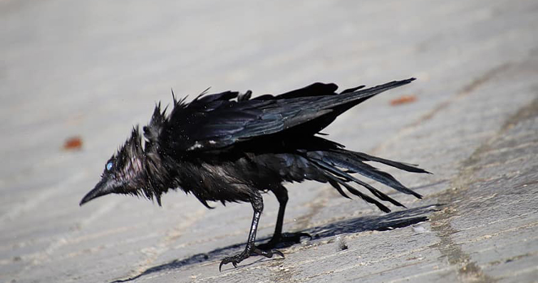 Öğrenme ve Keşif: Kuşların Zihinsel Uyarım ve Oyunlarla Günlerini Geçirme
