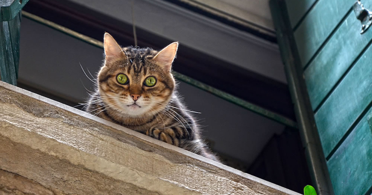 Kedilerde Yüksek Yerlerden Düşme ve Güvenlik Önlemleri: Kedileri Güvende Tutmanın Yolları