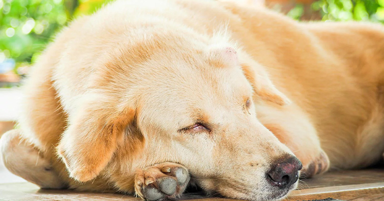 Köpeklerde Kistler ve Tümörler: Erken Tanı ve Tedavi