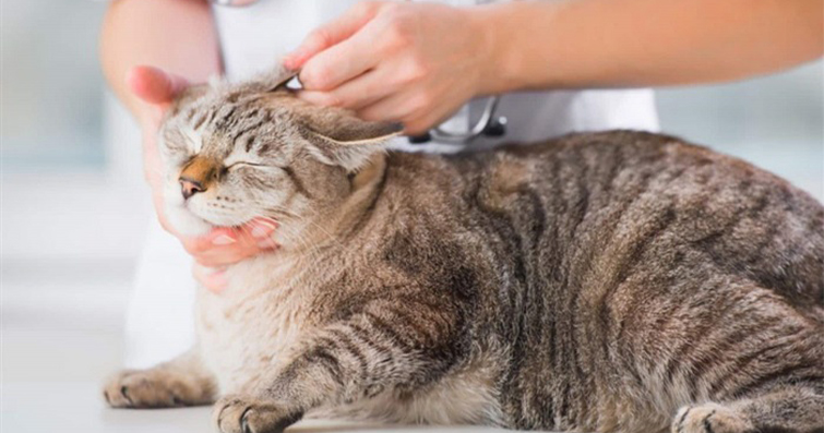 Kedilerde Göz ve Kulak Temizliği Nasıl Yapılır?