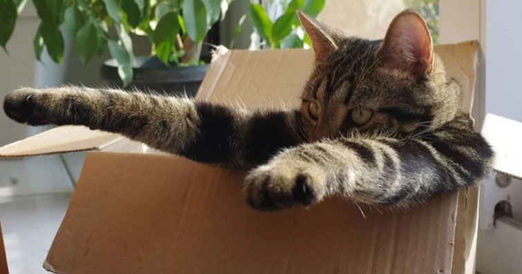 Kediler neden kutuları sever?