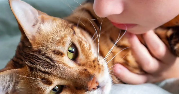Kedi Bağışıklık Sistemi Destekleme: Beslenme, Bakım ve Öneriler