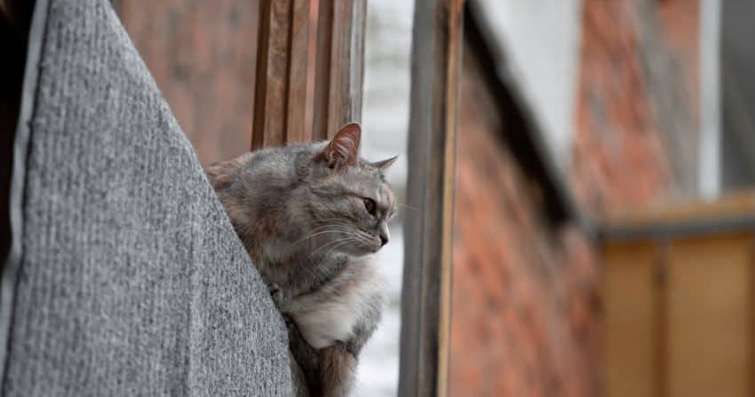 Kedilerin Doğal İncelikleri: Pencere Kenarında Kuş Gözlemi