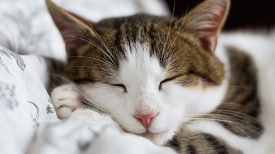 Kediler ve Sağlık: Kedinizin Sağlığını Nasıl Koruyabilirsiniz?