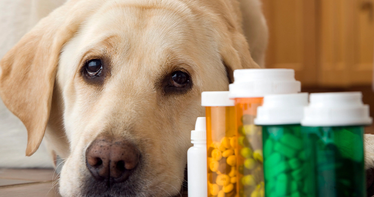 Köpeklerde Sağlık ve Yaşam Kalitesini Artıran Besin Takviyeleri