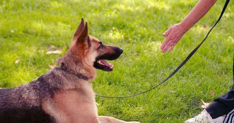 Köpeklerin İşlevsel Becerileri: Yardımcılar ve Profesyoneller