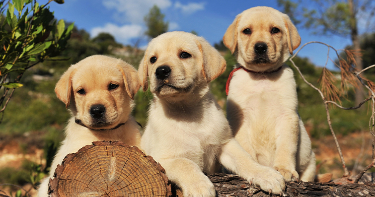 Yapay biyoloji araştırmalarının köpek sağlığı ve genetik bilimi üzerindeki etkileri