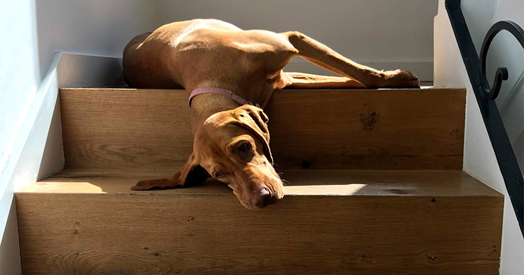 Köpeklerin Uyku Pozisyonları: Rahatlık ve İfade Dünyası