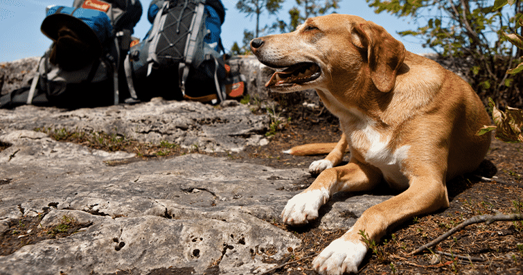 Köpekler ve Doğada: Doğa Yürüyüşleri ve Orman Köpekleri