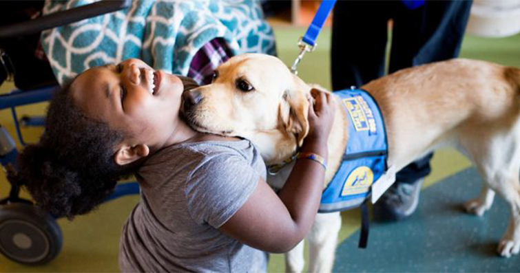 Köpeklerin Terapi ve Moral Sağlayıcı Rolü: Evcil Dostlarımızın İnsan Sağlığına Katkıları