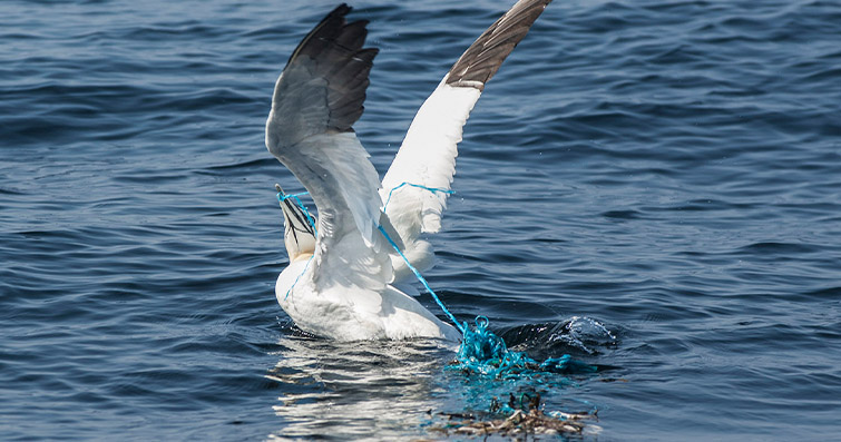Kıyı Kuşları ve Deniz Kirliliği: Tehlike Altındaki Türler