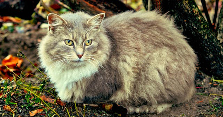 Kedilerin Moda Evrimi: Kedi Modasındaki Tarihi ve Gelecek Trendler