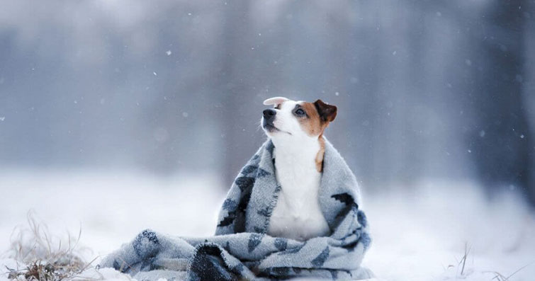 Köpeklerde Soğuk Hava Koşulları