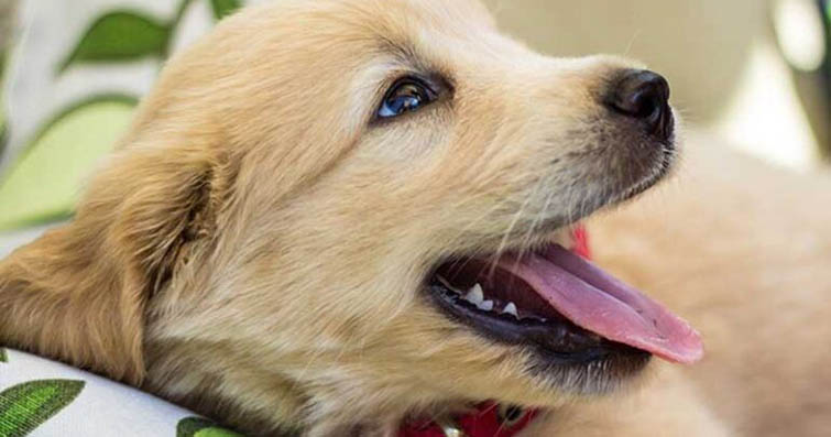 Köpeklerde Aromaterapi ve Rahatlama Etkileri: Kuyruk Sallayan Kokular