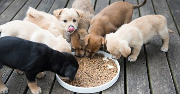 Köpeklerde Vegan Beslenme: Köpekleri Vegan Beslemek Mümkün mü?