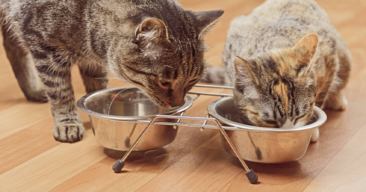 Kedilerde Yemek Saatlerinde Disiplinin Önemi