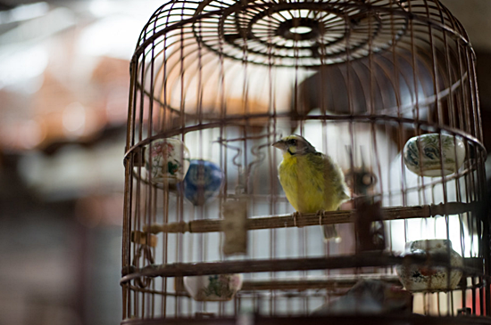 Kuş Bakımı ve Kafes Kurulumu: Temel Adımlar ve İpuçları