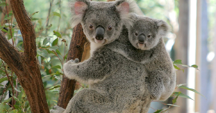 Koalalar: Avustralya'nın eşsiz yaratıkları olan koalalar