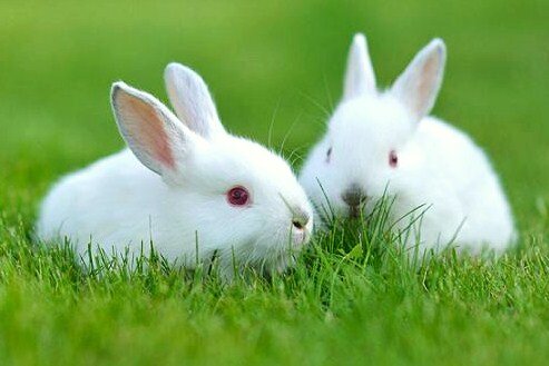 Hamsterlar, tavşanlar ve sürüngenler için bakım rehberleri