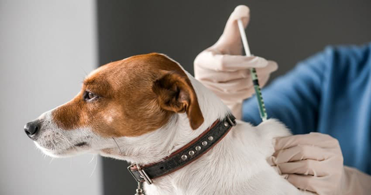Köpek Yavrusu Aşıları: Zamanlama ve Önemi