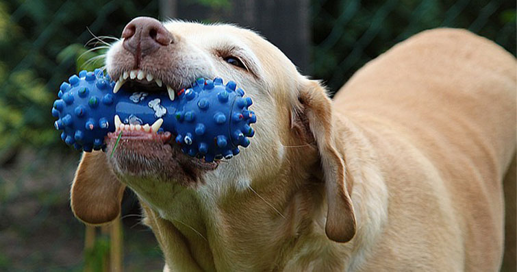 Köpeklerde Çene ve Diş Sorunlarına Karşı Önlemler