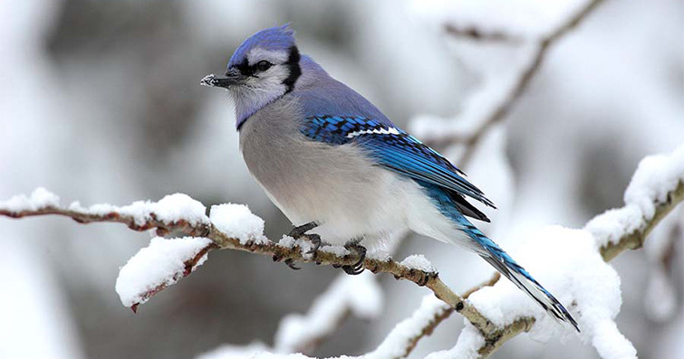 Kış Mevsiminde Kuşlara Yardım: Kuş Beslemek