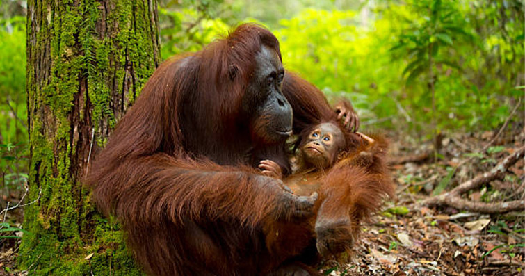 Ormanın Şarkıları: Orangutanlar, Goriller ve Maymunlar