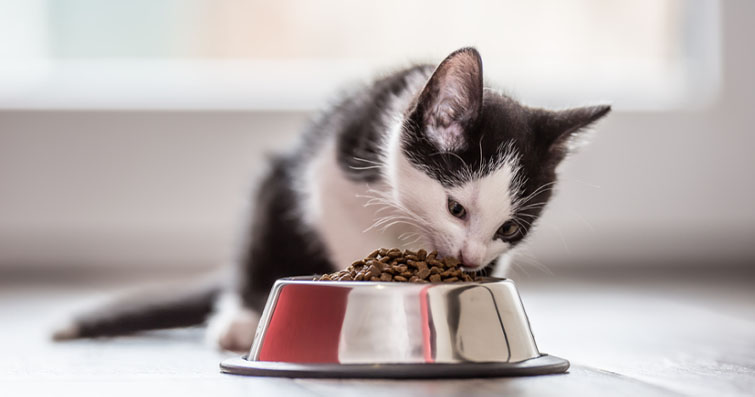 Kediler ve Yeni Beslenme Alışkanlıkları: Kedinin Yeni Yiyecekleri Tanıması