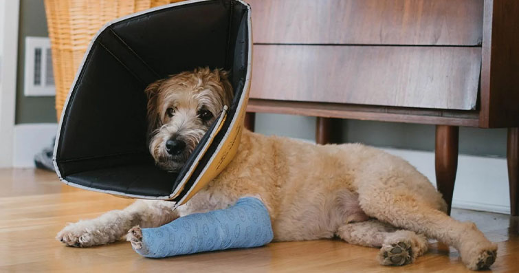 Köpeklerde Kırık Tedavisi: Rehabilitasyon ve İyileşme Süreci