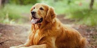 Golden Retriever: Sevecen ve Aile Dostu Köpek