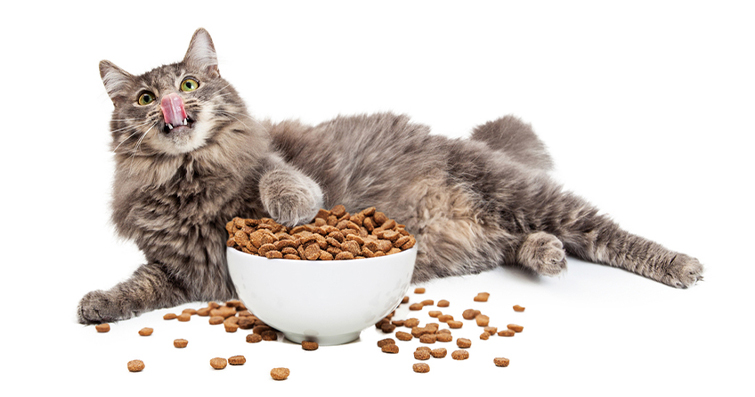 Kedinizi Mutlu Etmek İçin Günlük Rutinler: Beslenme ve Sağlık
