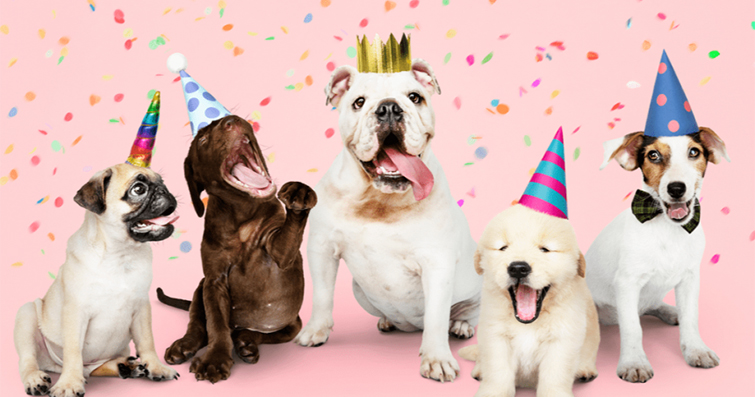 Köpeklerde Eğlenceli Doğum Günü Partisi Fikirleri