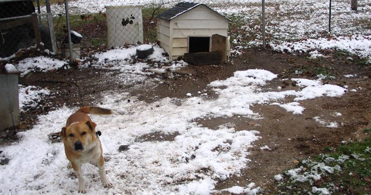 Köpekler ve Dondurucu Hava Koşullarına Hazırlık: Soğuk Hava Ekipmanları