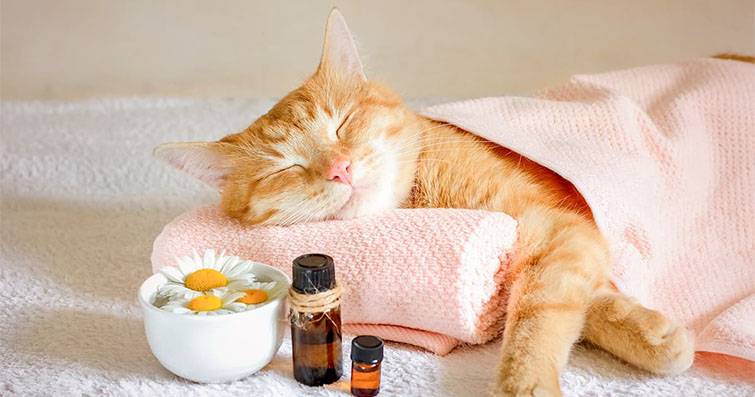 Kediler ve Temizlik: Kedinin Temizlik Alışkanlıkları ve Bakımı