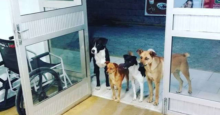 Evsiz Adamı Hastane Kapısında Bekleyen Vefakar Köpekler