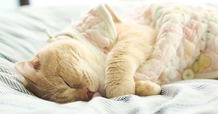 Kedilerde Gece Aktivitesi ve Gündüz Uykusu