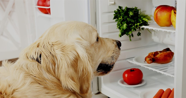 Köpeklerde Vegan Beslenme Mümkün mü?