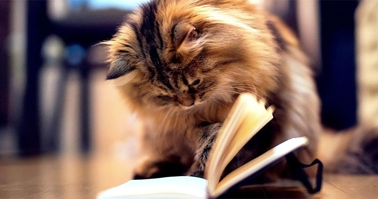 Kediler ve Felsefe: Kedilerin Felsefi Düşünce ve Metafizikle İlişkilendirilmesi