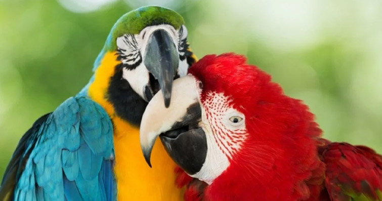 Ornitolojinin Temel İlkeleri: Kuş Bilimi Nedir?