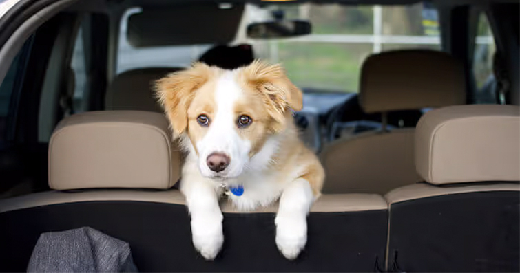 Köpeklerde Otomobil ve Seyahat Güvenliği