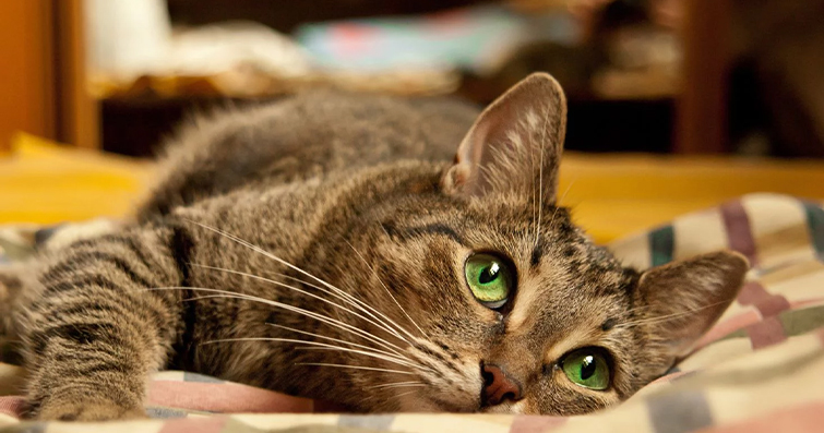 Kedilerde Hıçkırık: Nedenleri ve Tedavi Yolları