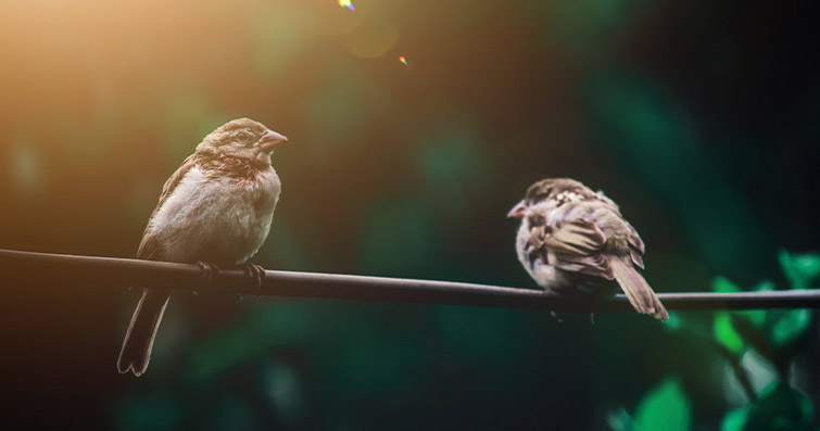 Kuşlar ve Ahlaki Dersler: Kuş Davranışlarından Çıkarılan Öğretiler