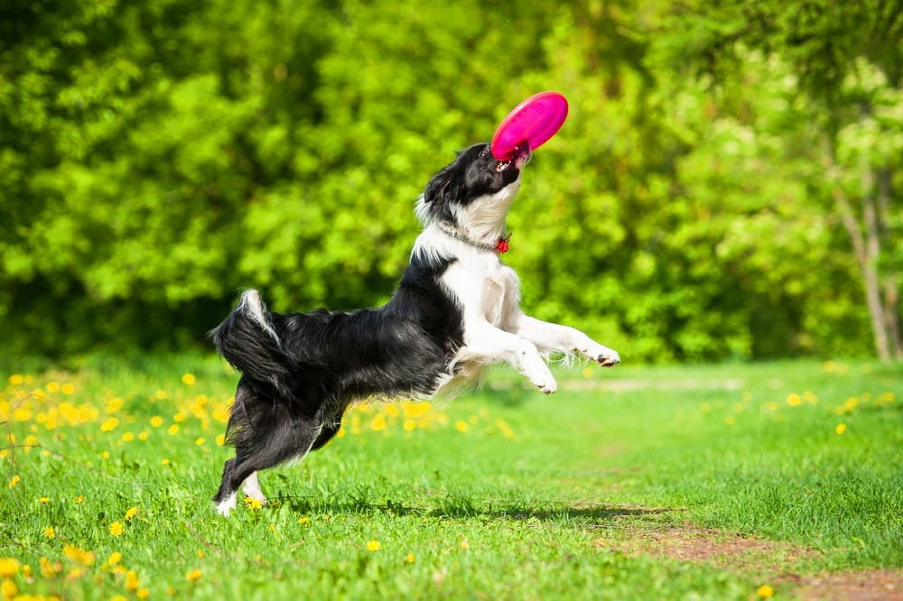 Köpeklerin Sosyal İhtiyaçları: Oyun ve Arkadaşlık
